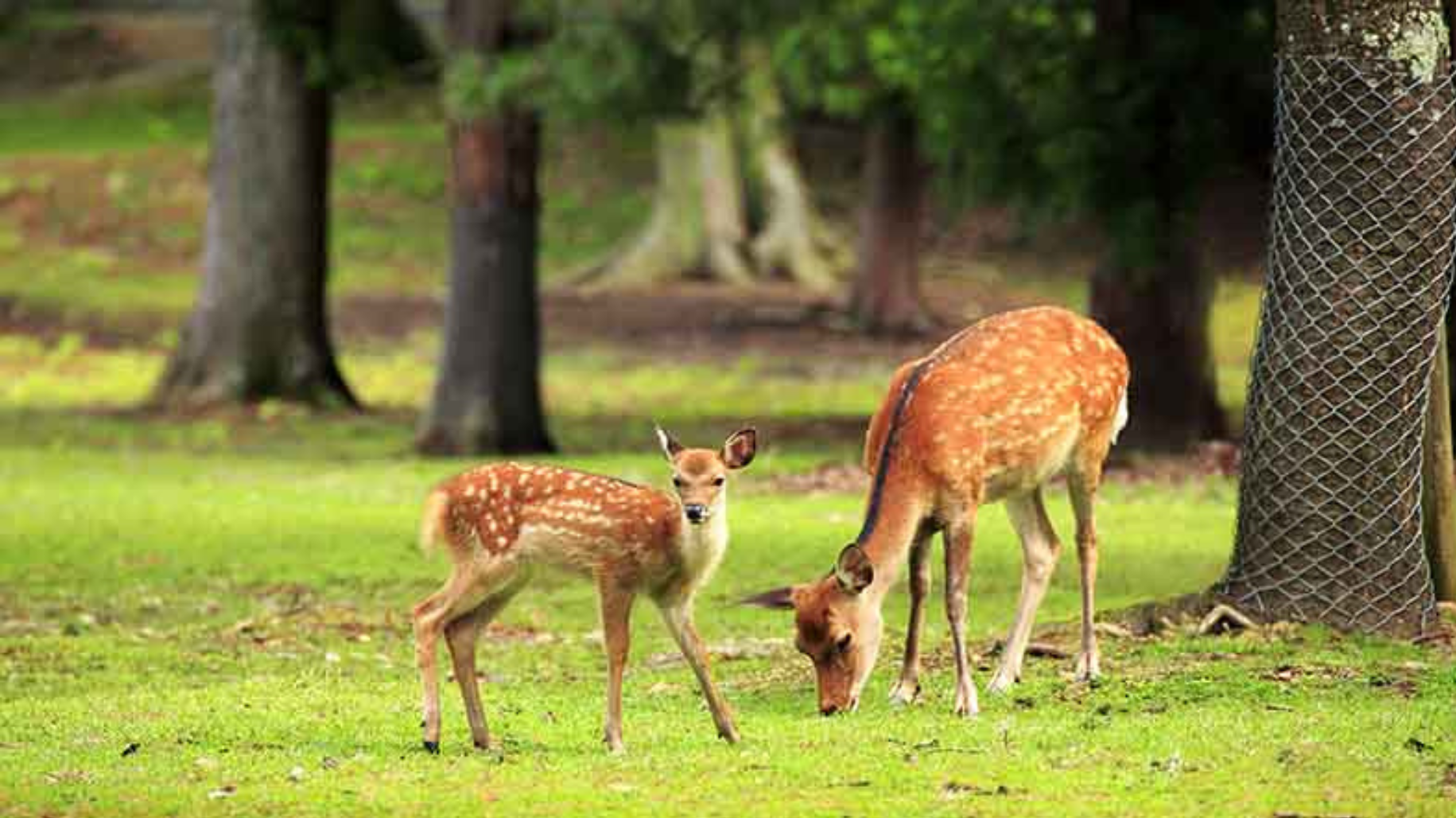 Greenery inside Guindy National Park